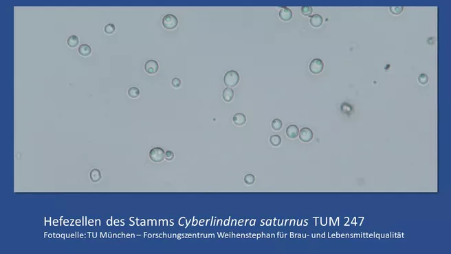 Hefezellen des Stamms Cyberlindnera saturnus TUM 247,