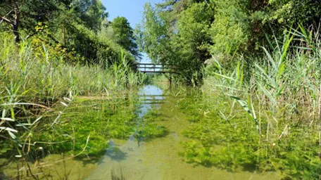 Stream with waterplants and a bridge in the background showing a freshwater ecosystem
