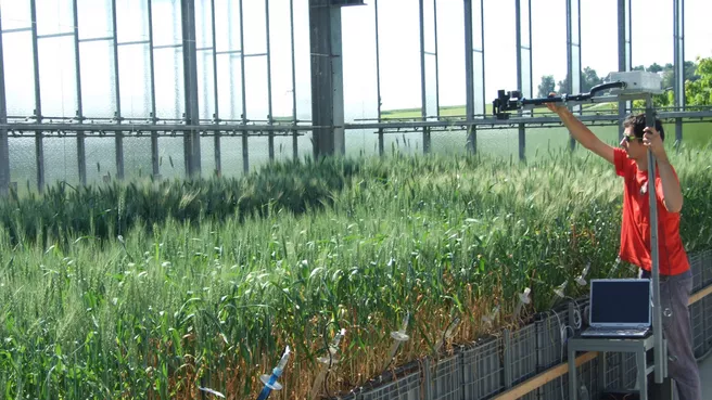Plant characteristics are recognized using sensor techniques