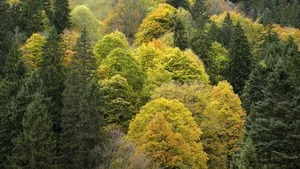 Mixed mountain forest with spruce, fir and beech without late frost.