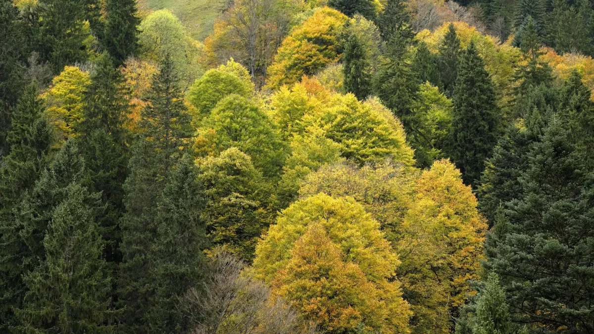 Mixed mountain forest with spruce, fir and beech without late frost.