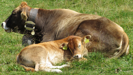 Ländliche Idylle – eine Kuh mit ihrem Kalb auf der Weide