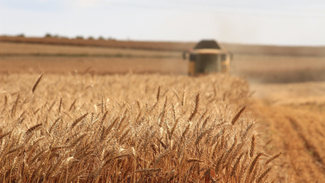 Anbau pflanzlicher Lebensmittel Anbau und Landwirtschaft beeinflussen die Qualität pflanzlicher Lebensmittel.