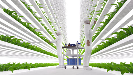 Vertical farm and its employees taking care of plant growth