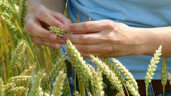 TUM researchers are conducting experiments to identify untapped genetic resources to increase wheat yields around the world.