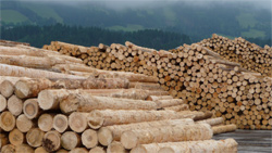 Future paths in wood research