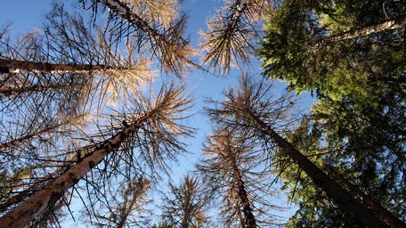 Baumwipfel