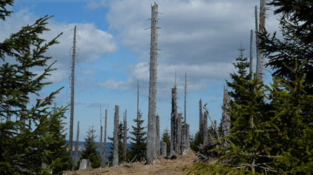 Dead spruces in the Bavarian Forest