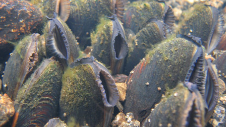 Mussels in Bavarian rivers