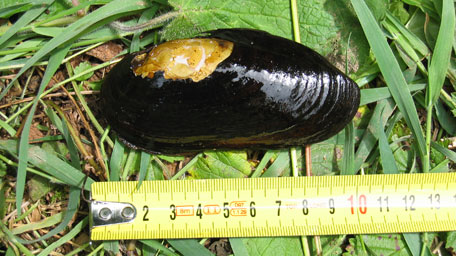 The endangered river pearl mussel (Margaritifera margaritifera)