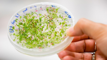 Plant Science Counting Arabidopsis seedlings: The scientists determine the germination rate on a growth medium