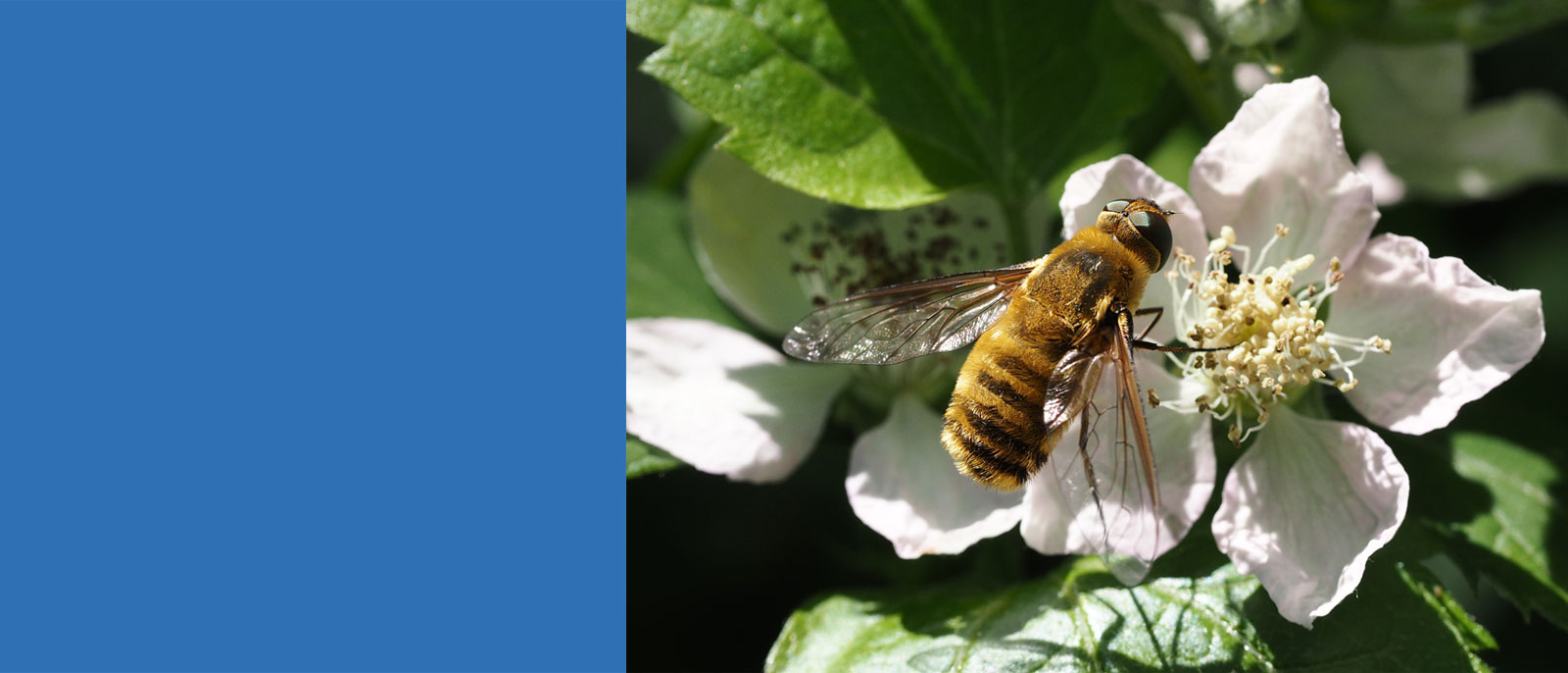 It is important for pollinators to preserve their flowering and nesting habitats.
