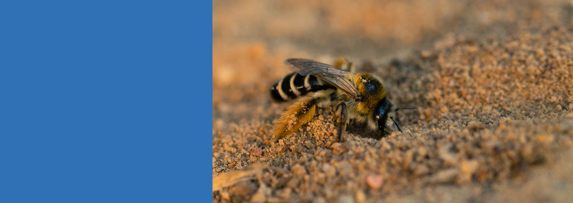 EU-Projekt ProPollSoil