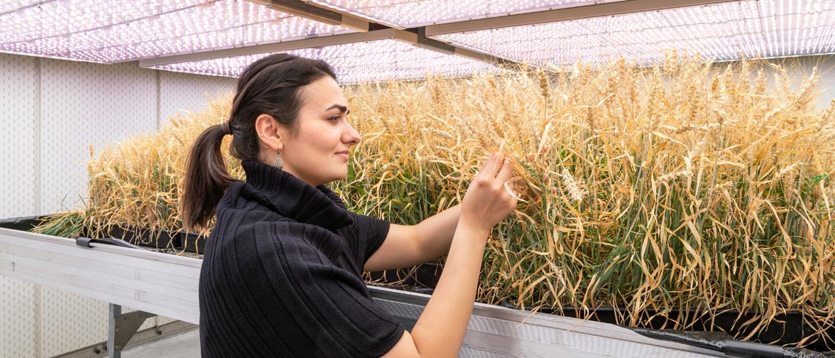 Agrarstudentin untersucht den Indoor-Weizen eines Experiments in der Klimakammer im Gewächshauslaborzentrum der TUM in Dürnast.