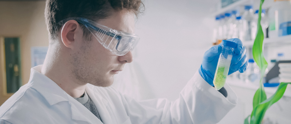 Master-Student der Agricultural Biosciences bei einem Life Science Versuch. Masterstudent beim Laborversuch mit einer Maispflanze